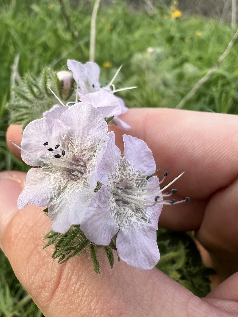 Phacelia cicutaria var. hispida photo 6