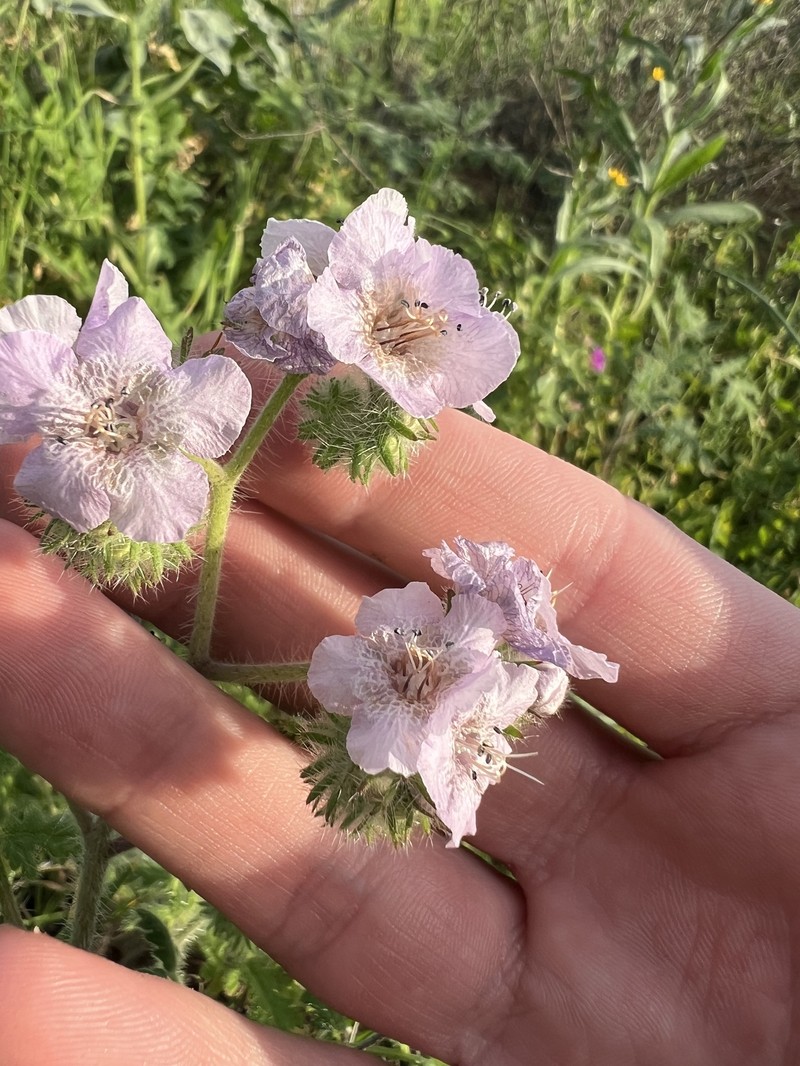 Phacelia cicutaria var. hispida photo 7