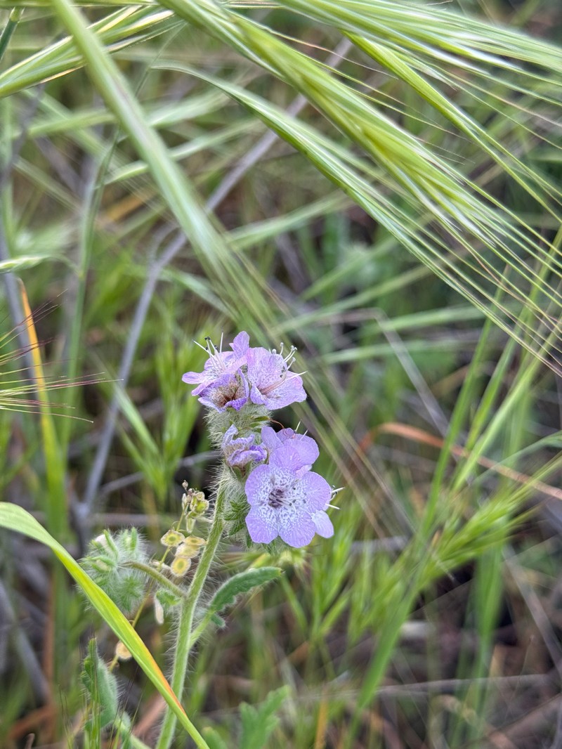 Phacelia cicutaria var. hispida photo 8