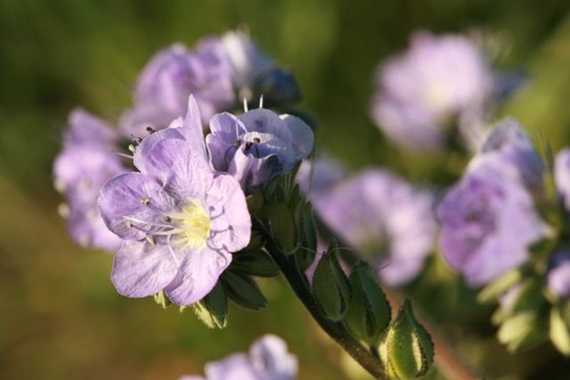 Great Valley Phacelia