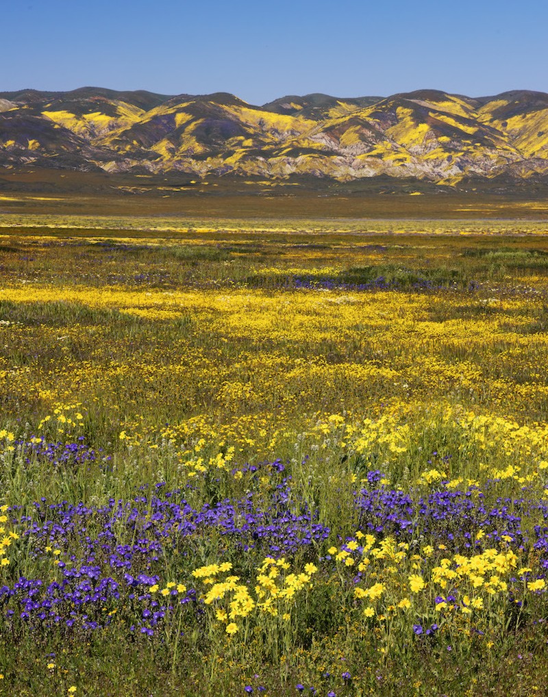 Great Valley Phacelia photo 2