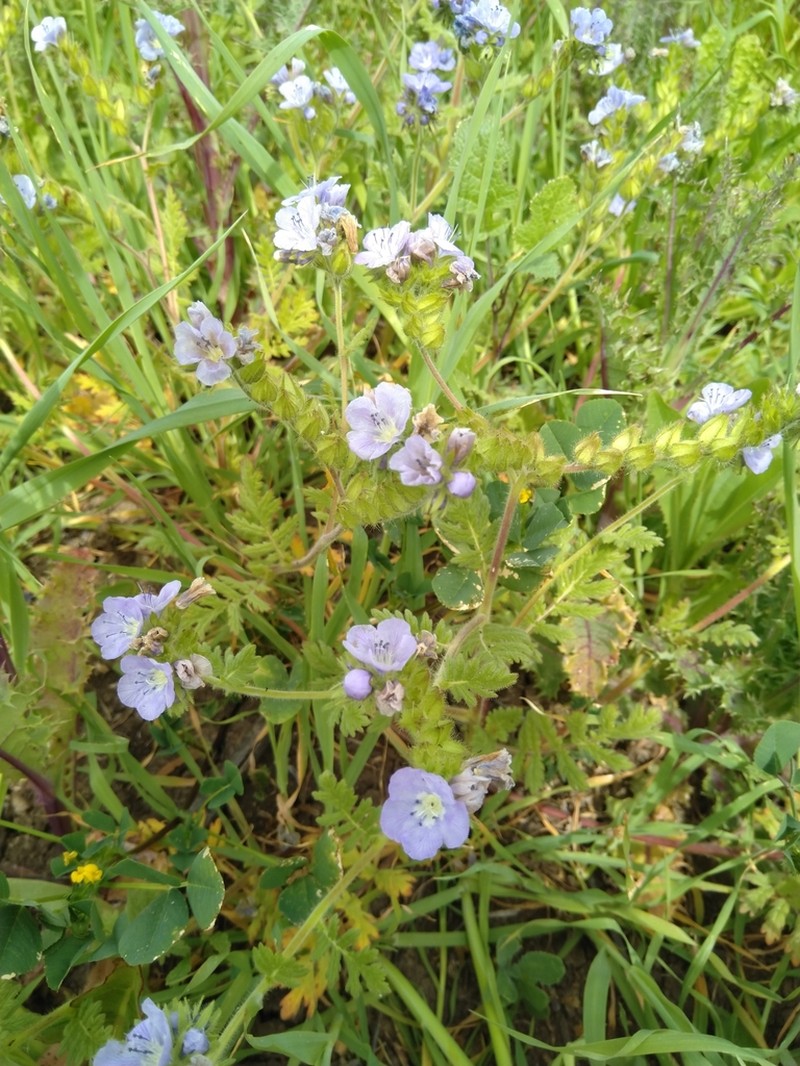 Great Valley Phacelia photo 3