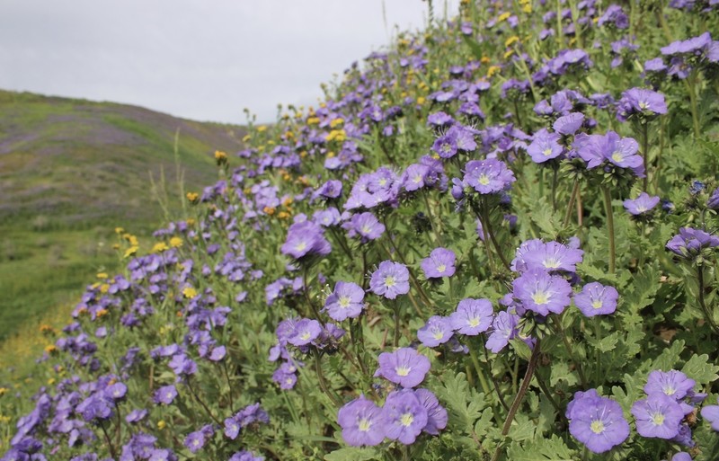 Great Valley Phacelia photo 4