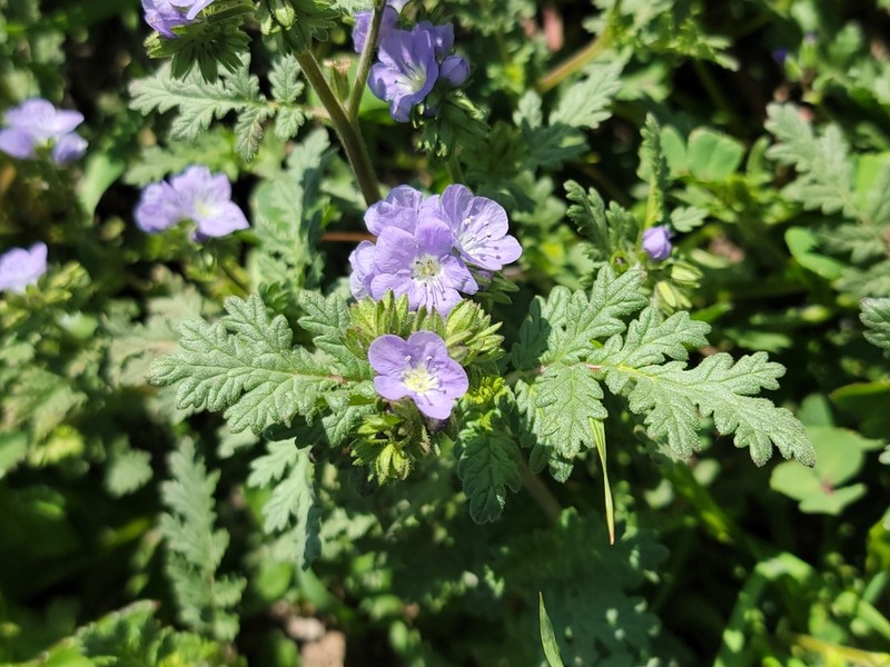 Great Valley Phacelia photo 5