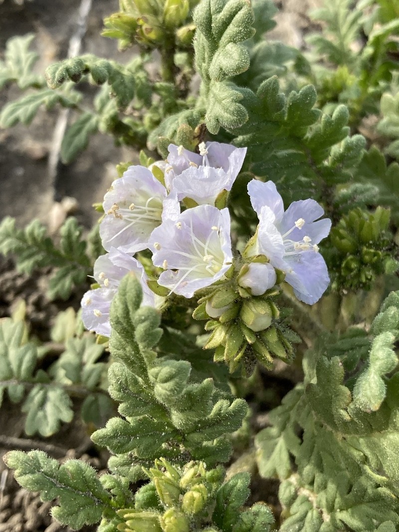 Great Valley Phacelia photo 6
