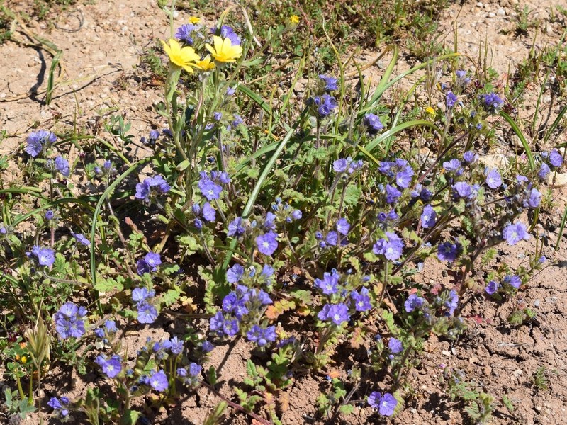 Great Valley Phacelia photo 7