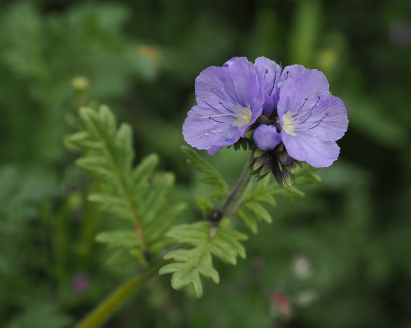 Phacelia ciliata var. ciliata