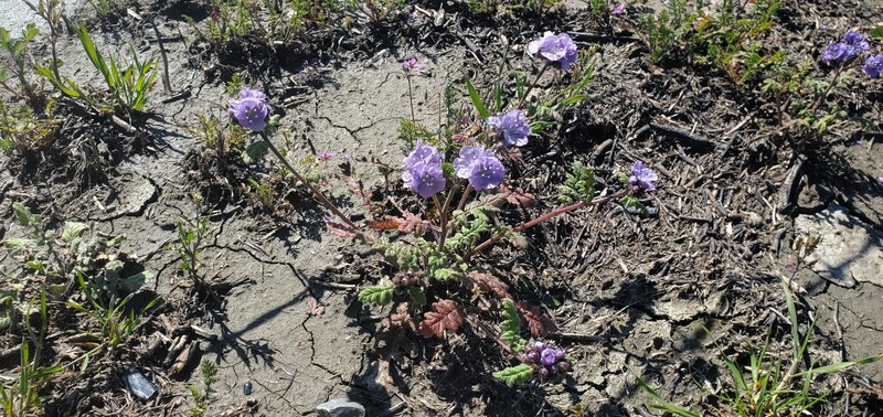 Phacelia ciliata var. ciliata photo 2