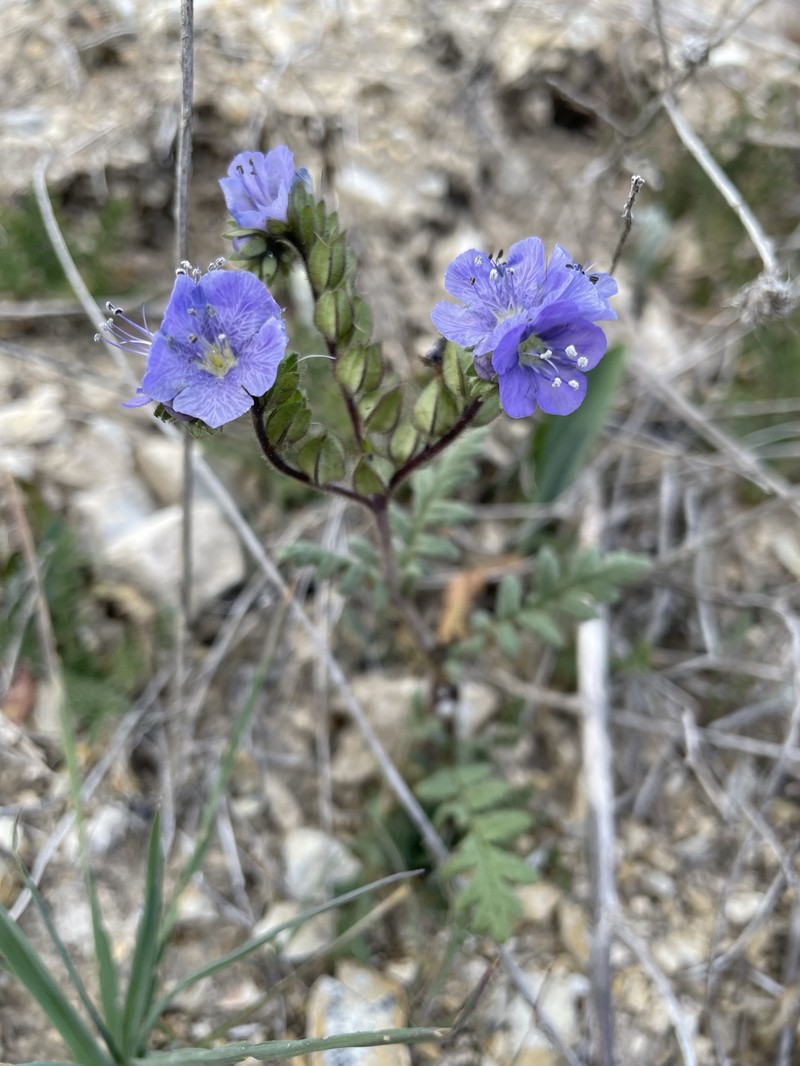 Phacelia ciliata var. ciliata photo 3