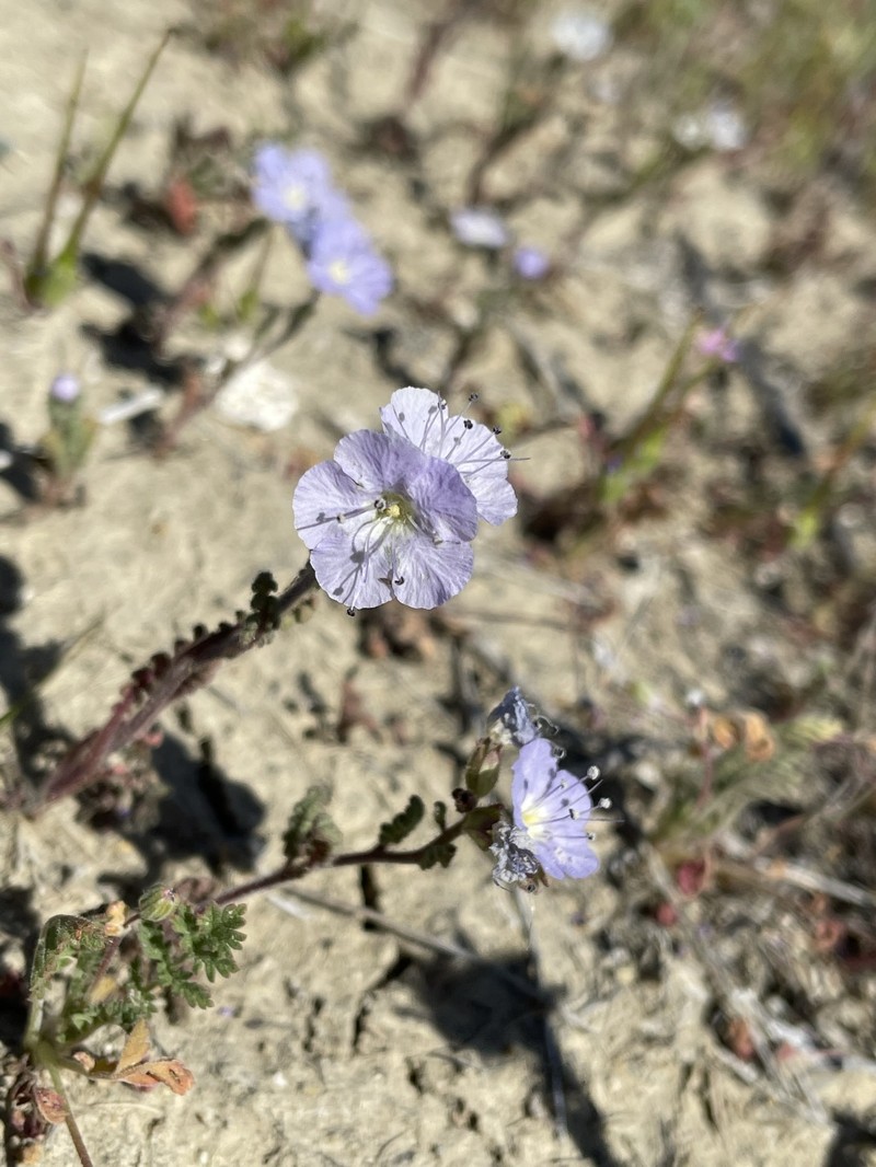 Phacelia ciliata var. ciliata photo 4