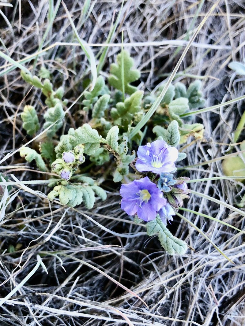 Phacelia ciliata var. ciliata photo 5