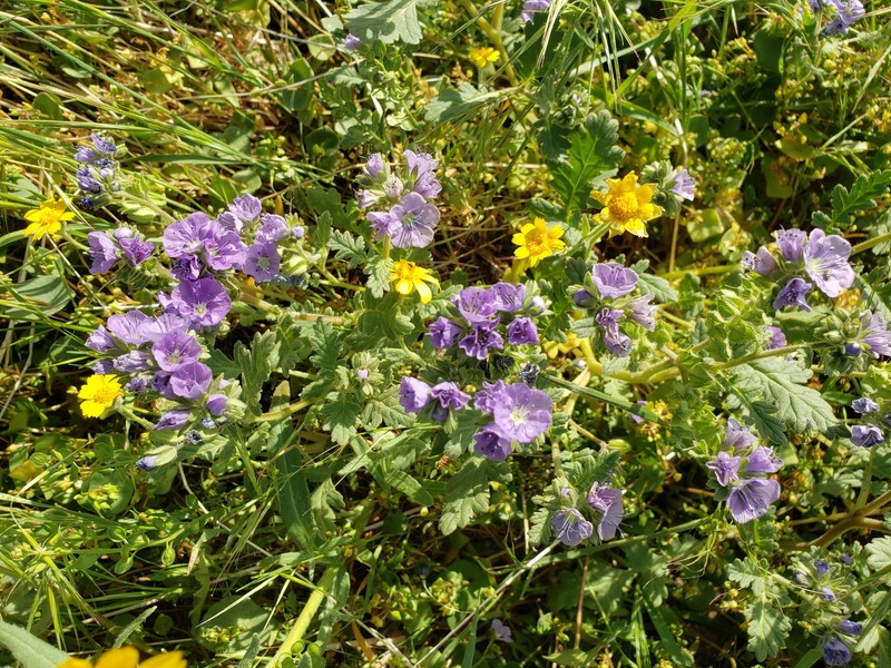 Phacelia ciliata var. ciliata photo 6