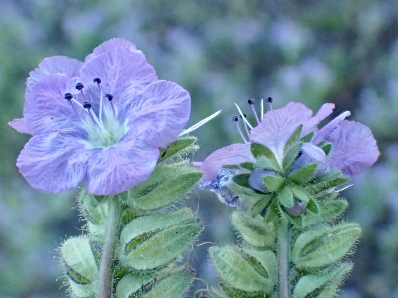 Phacelia ciliata var. ciliata photo 8