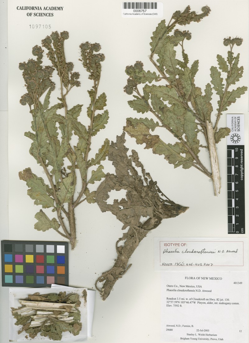 Cloudcroft Phacelia photo 6