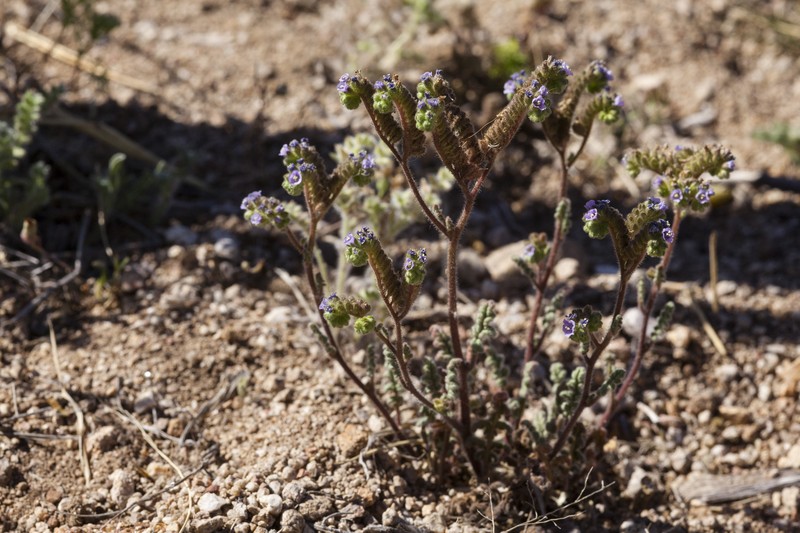 Skyblue Phacelia photo 3