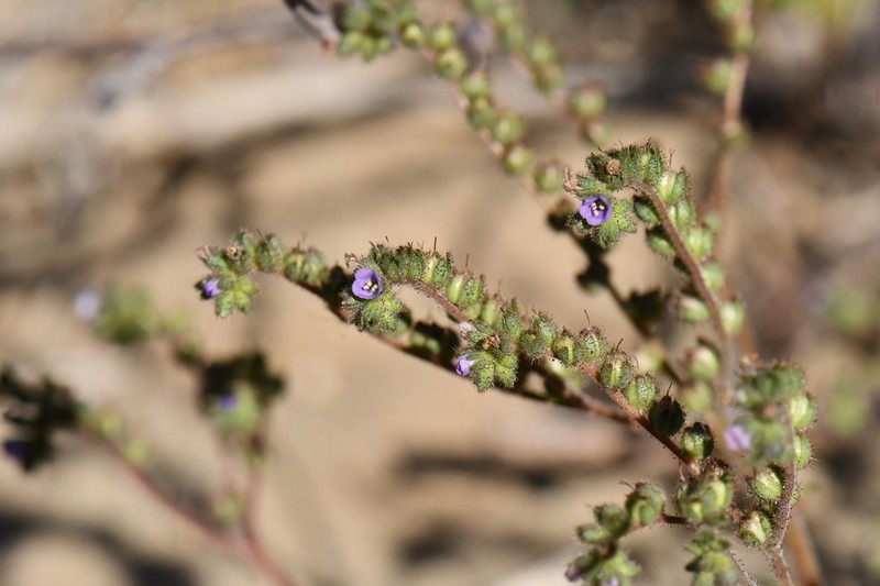 Skyblue Phacelia photo 2