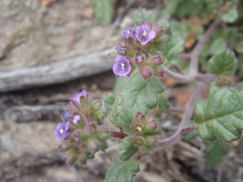 Skyblue Phacelia photo 3