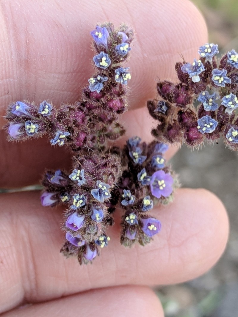 Skyblue Phacelia photo 4