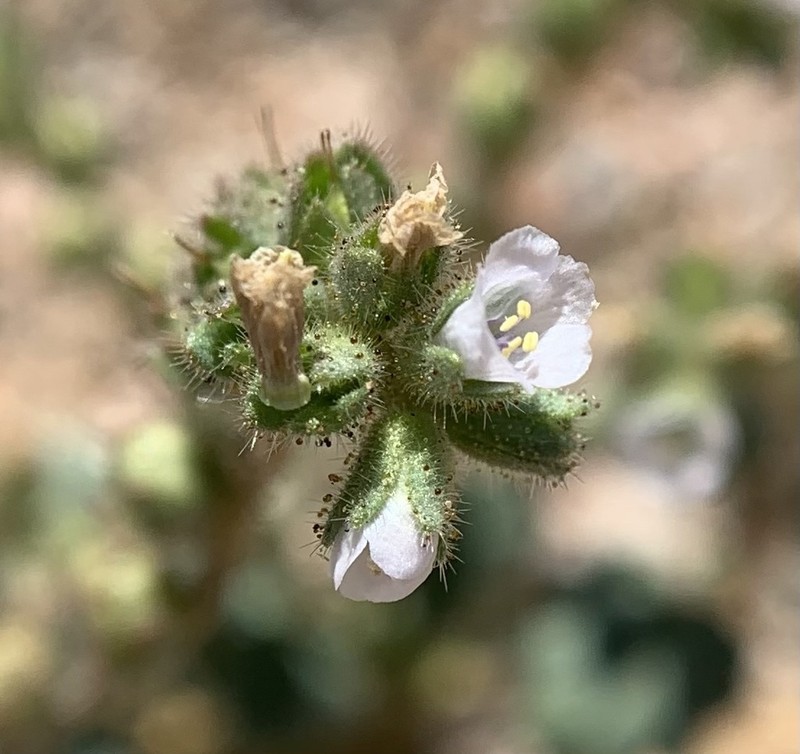 Skyblue Phacelia photo 5