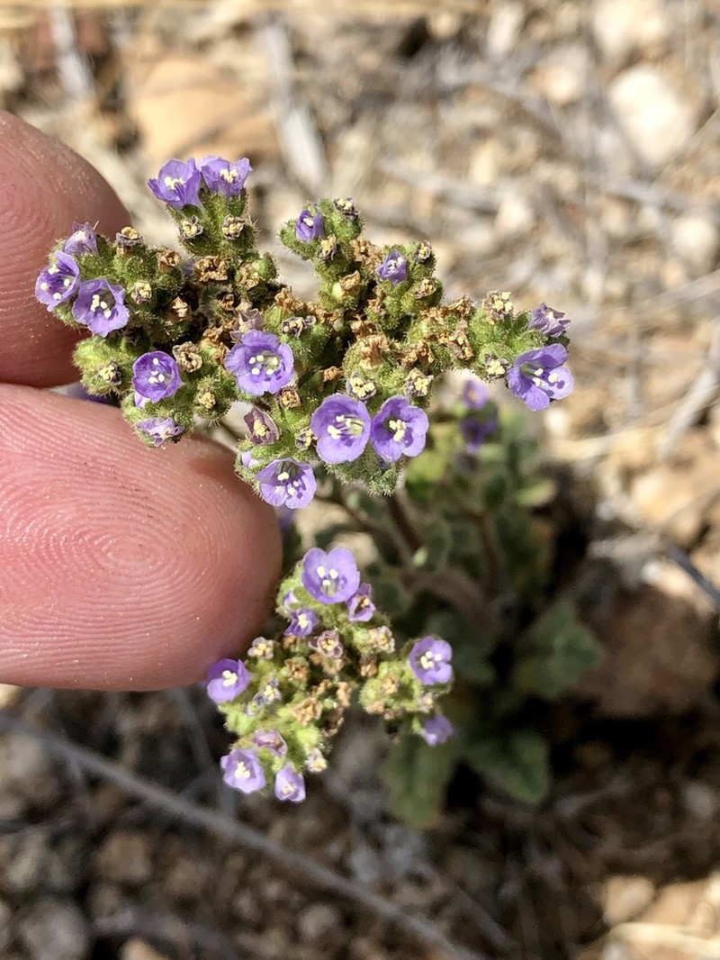 Skyblue Phacelia photo 6
