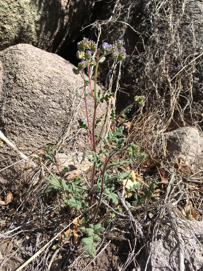 Skyblue Phacelia photo 7