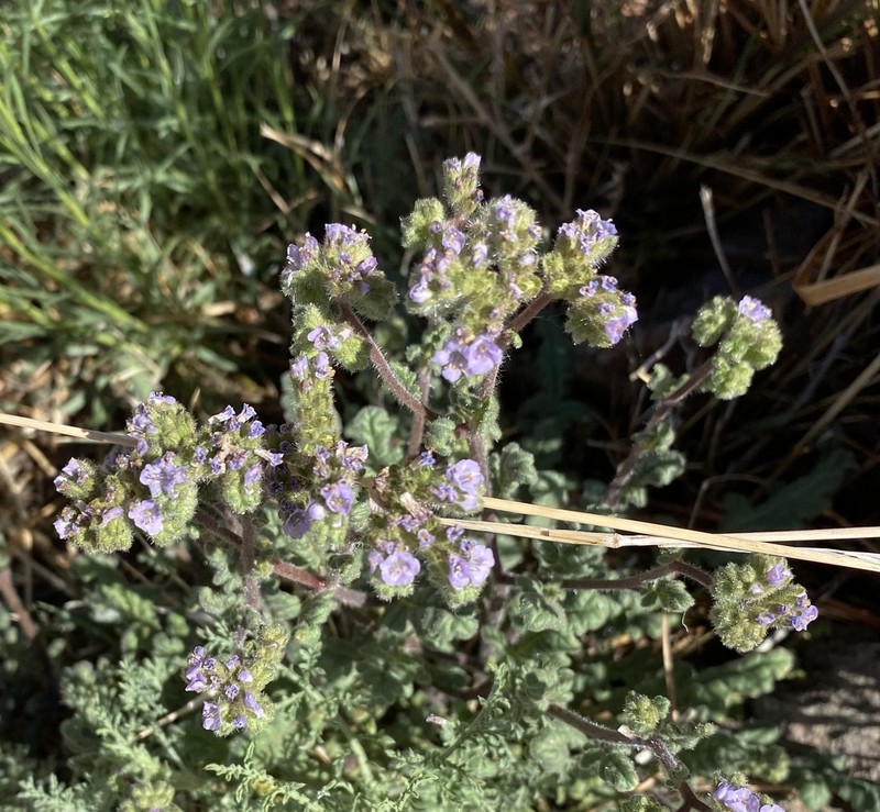 Skyblue Phacelia photo 8