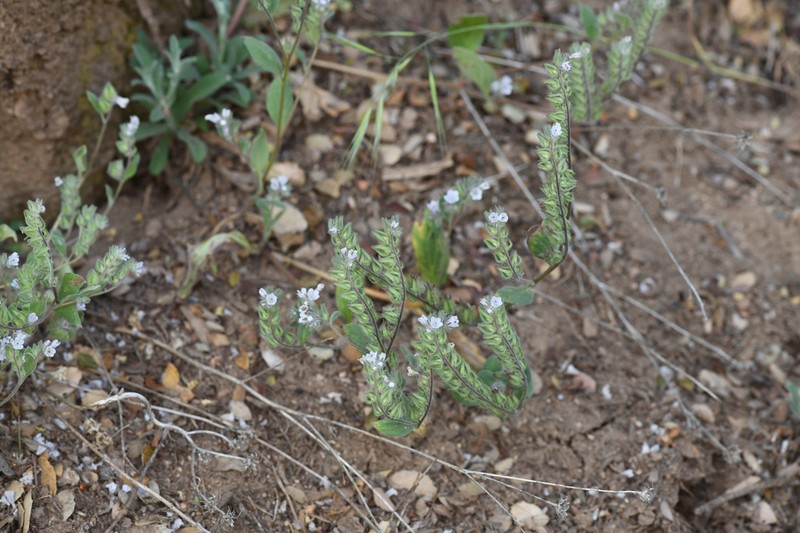 Congdon's Phacelia
