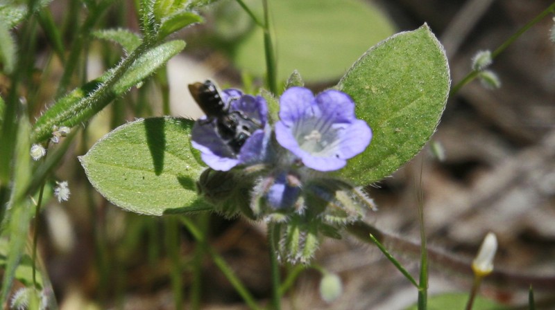 Congdon's Phacelia photo 2