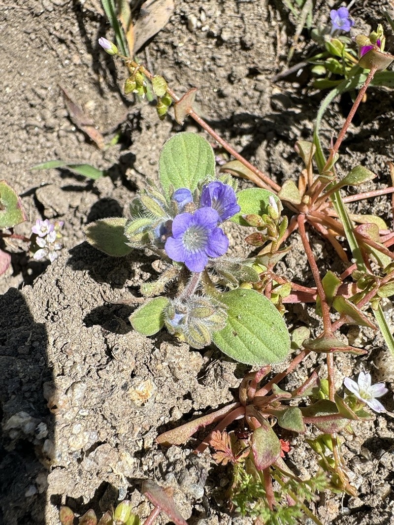 Congdon's Phacelia photo 3