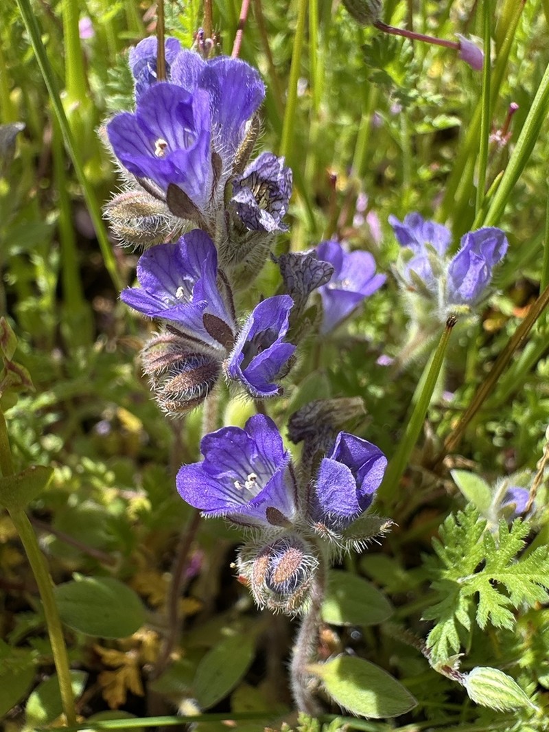 Congdon's Phacelia photo 4