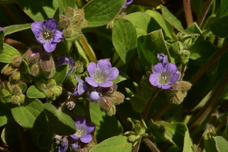 Congdon's Phacelia photo 5
