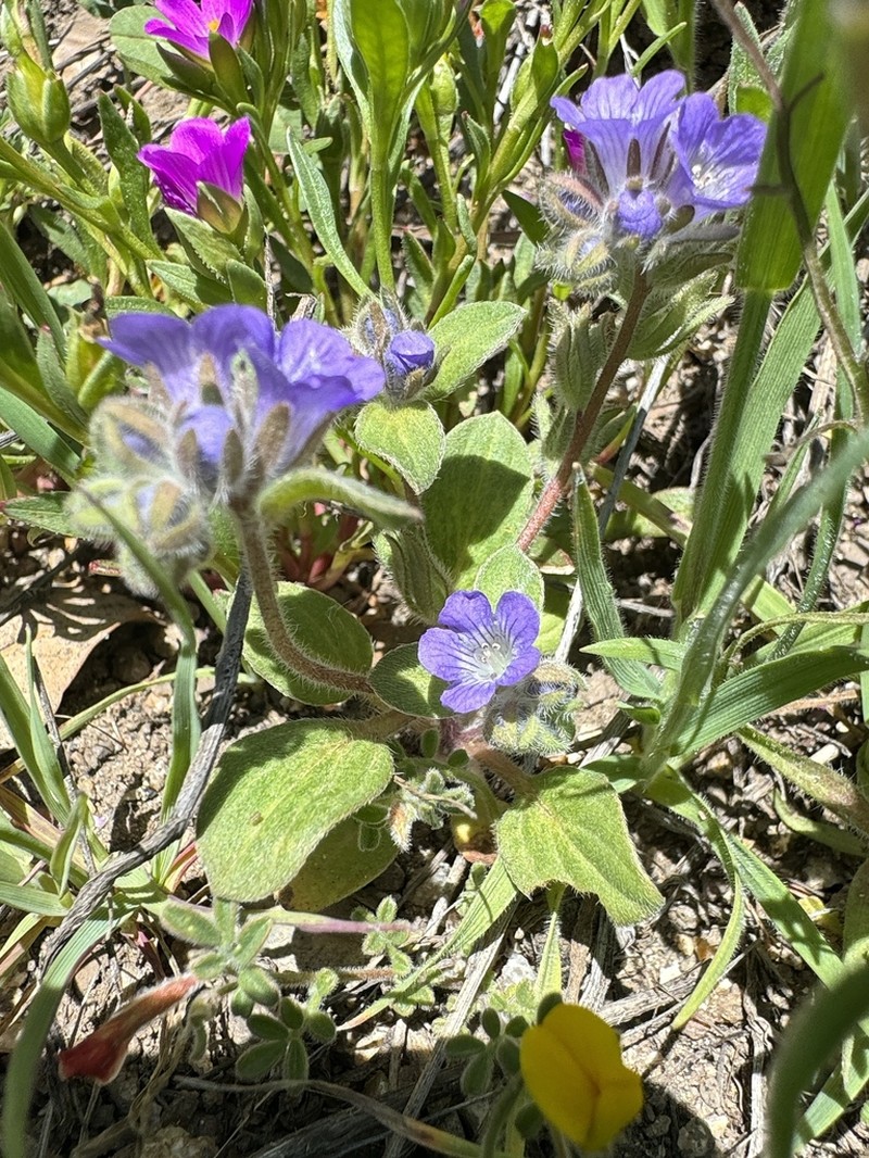 Congdon's Phacelia photo 6