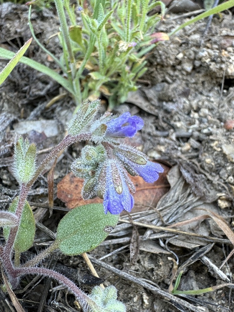 Congdon's Phacelia photo 7