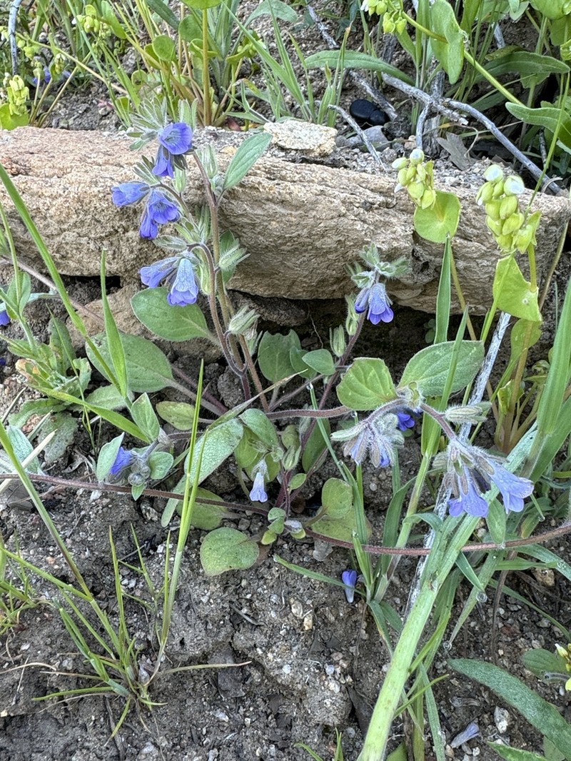 Congdon's Phacelia photo 8