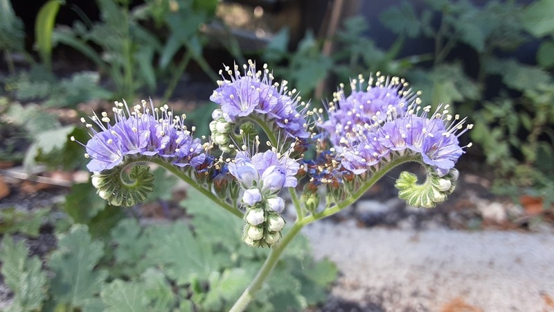 Caterpillars