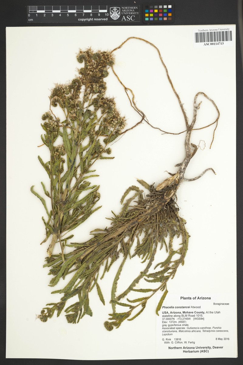 Constance's Phacelia photo 4
