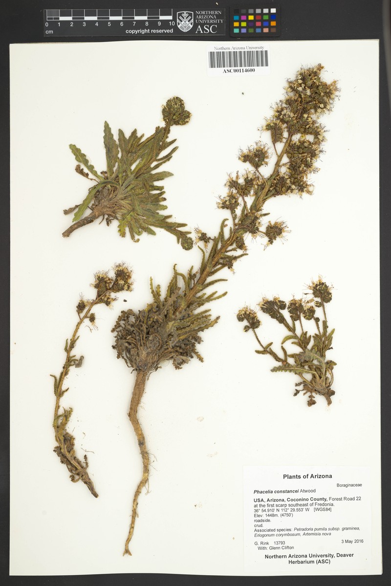 Constance's Phacelia photo 5