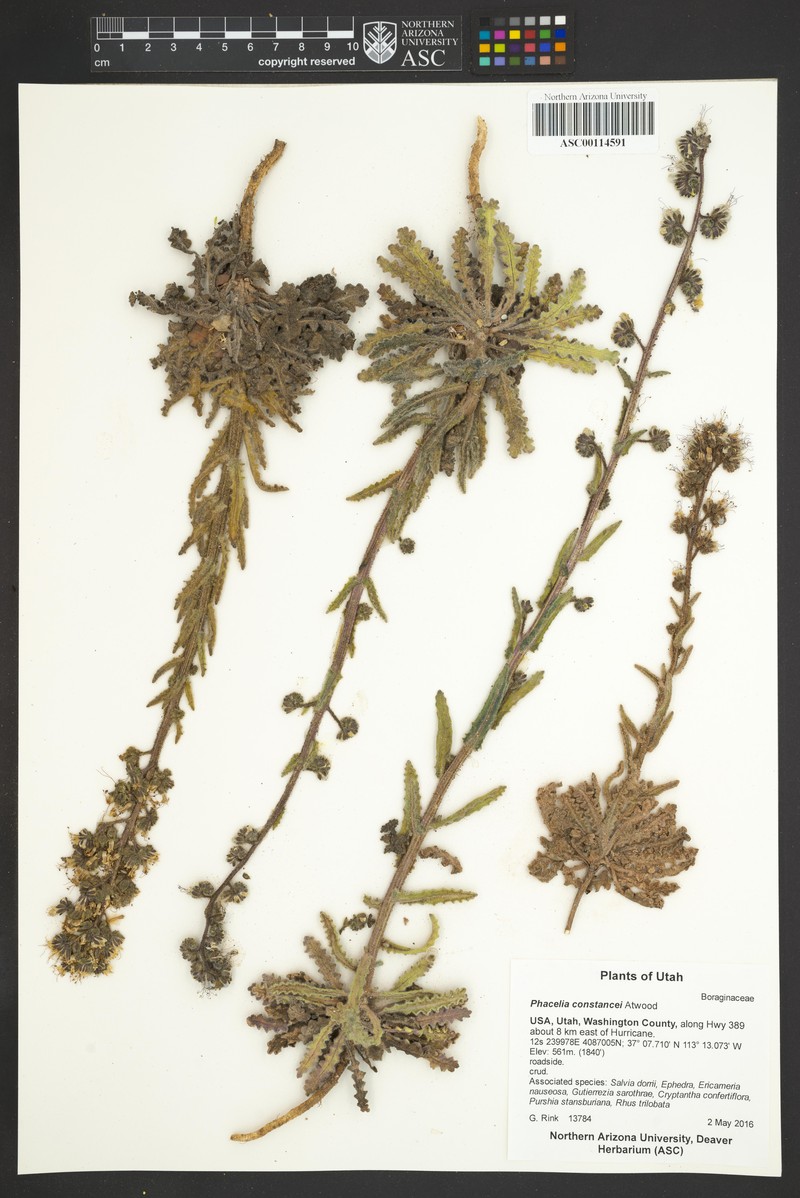 Constance's Phacelia photo 6