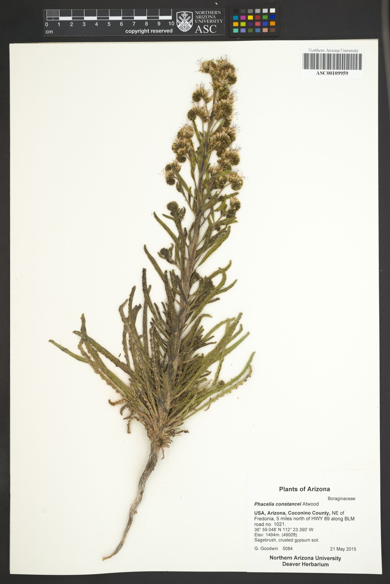 Constance's Phacelia photo 7