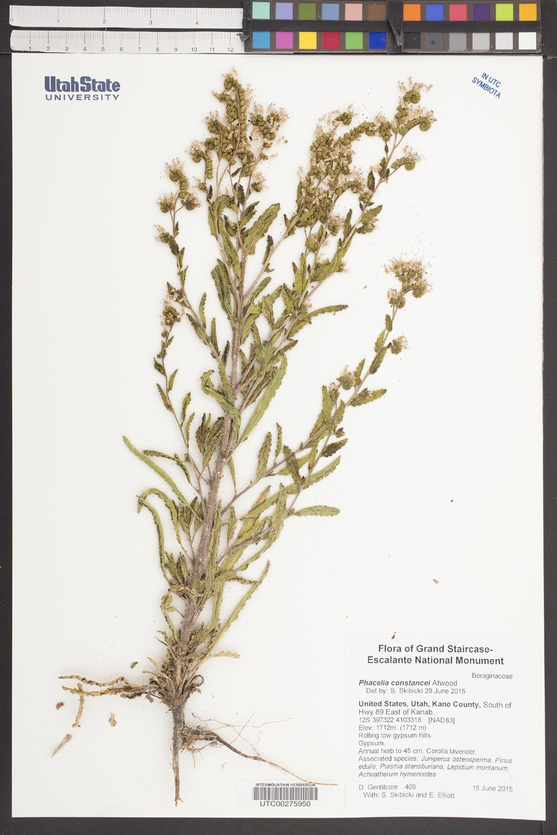 Constance's Phacelia photo 8