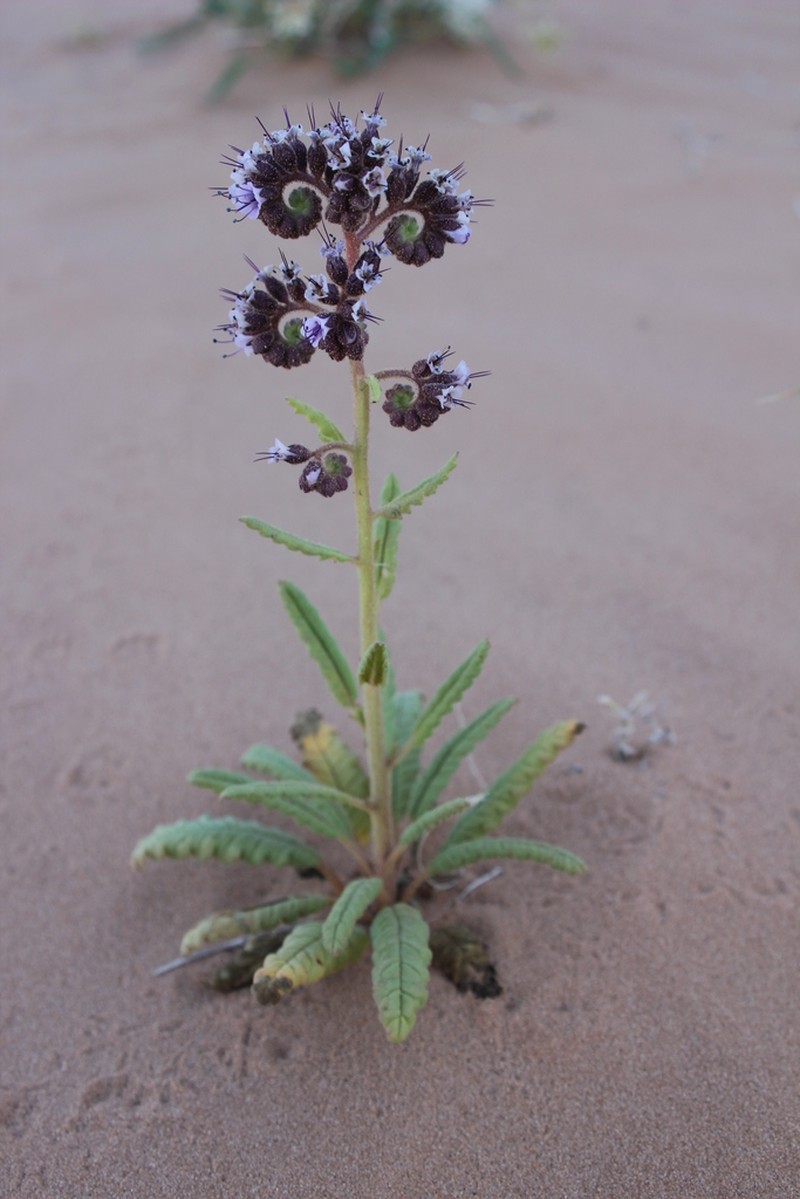 Constance's Phacelia
