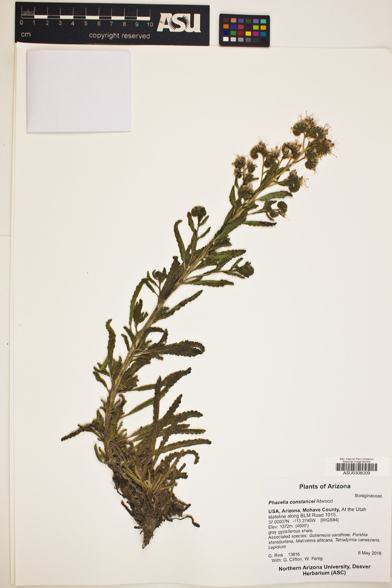 Constance's Phacelia photo 2