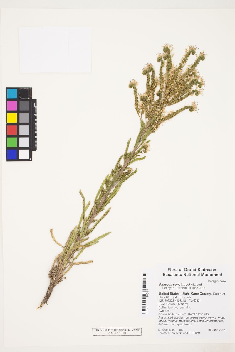 Constance's Phacelia photo 3