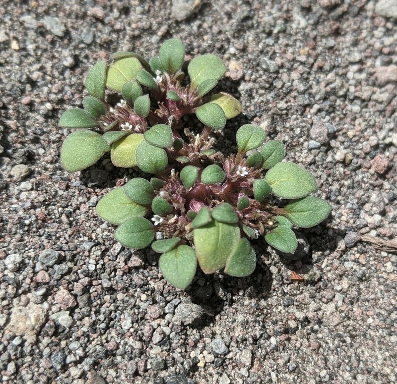 Cooke's Phacelia photo 4