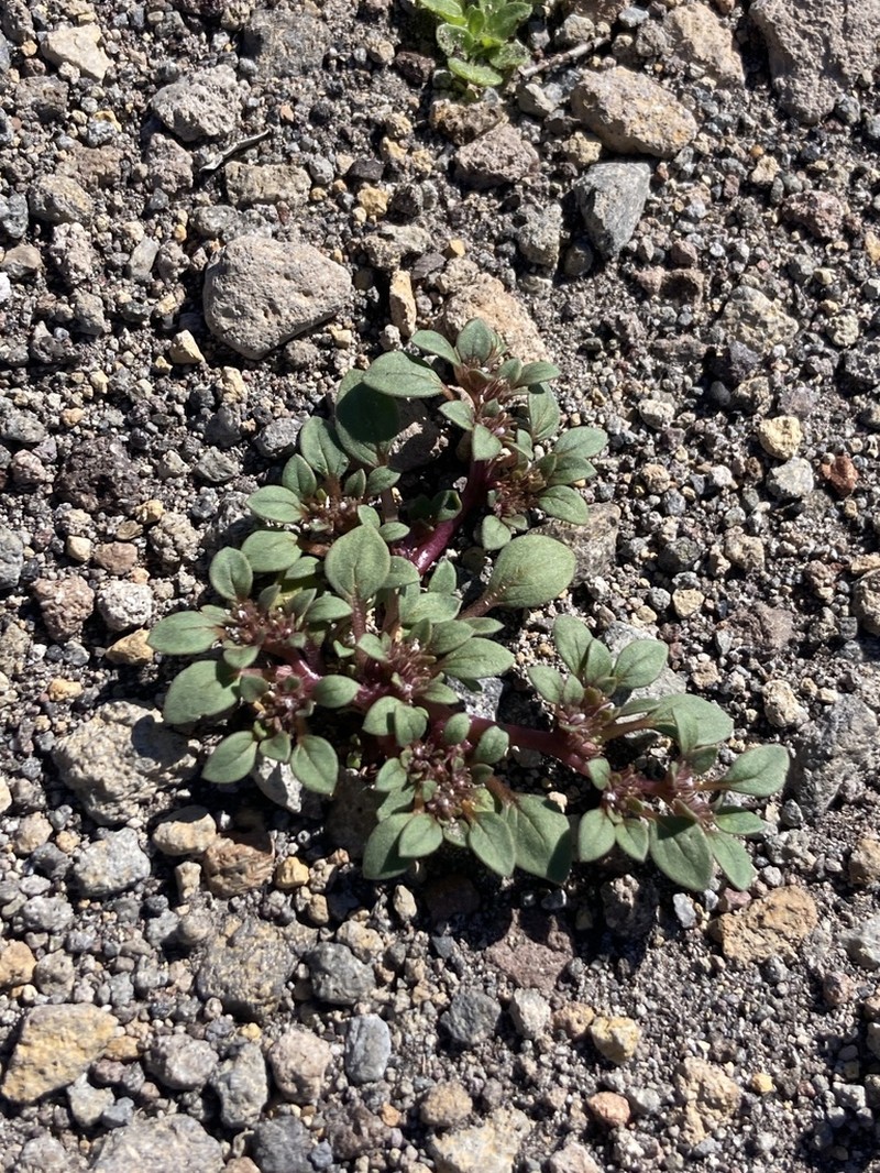Cooke's Phacelia photo 5