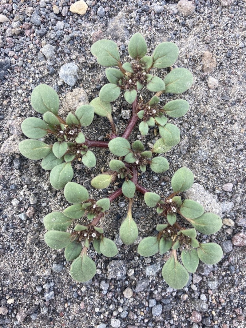 Cooke's Phacelia photo 6