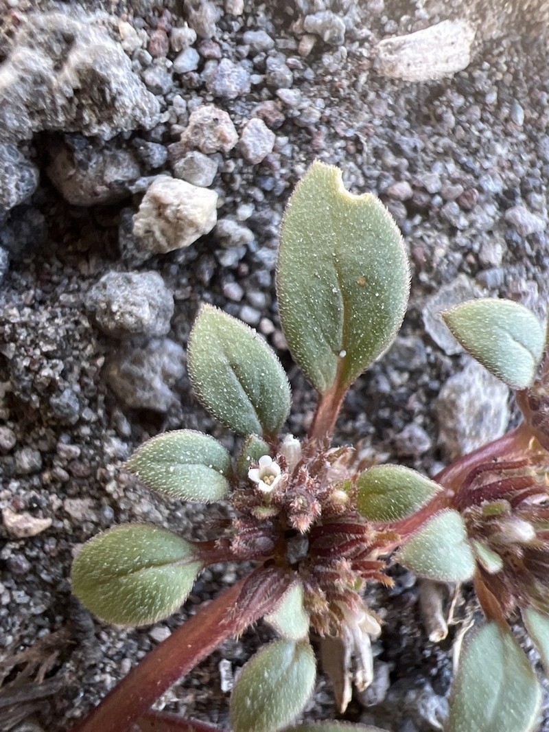 Cooke's Phacelia photo 7
