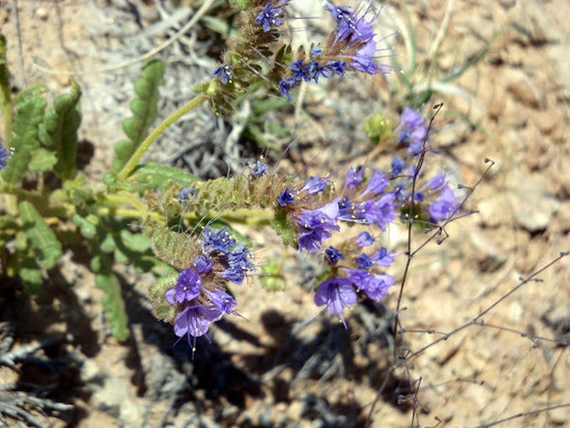 Phacelia corrugata