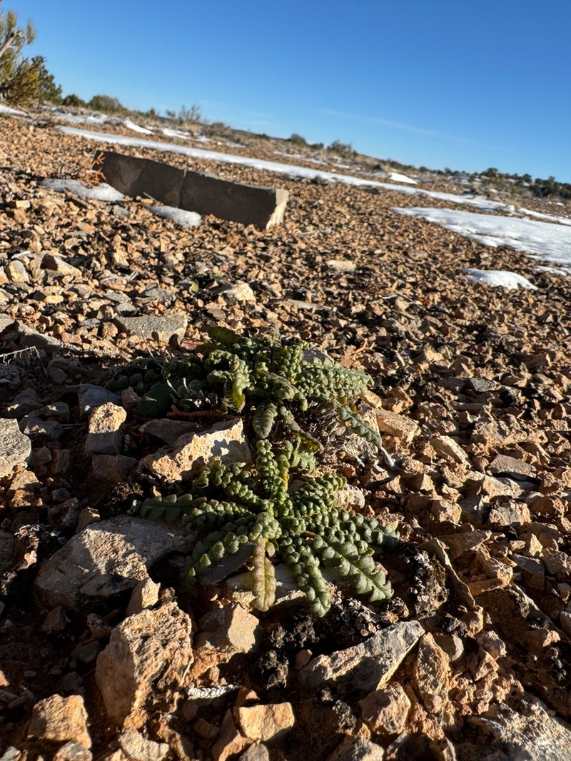 Phacelia corrugata photo 2