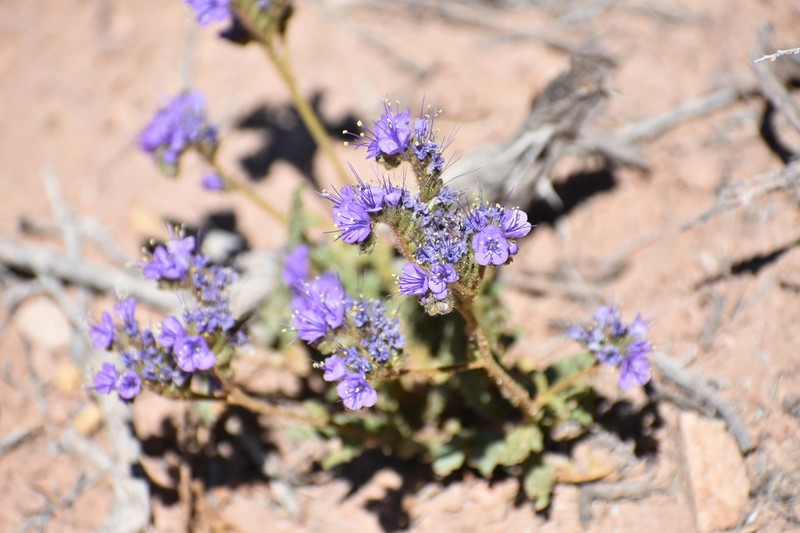 Phacelia corrugata photo 3